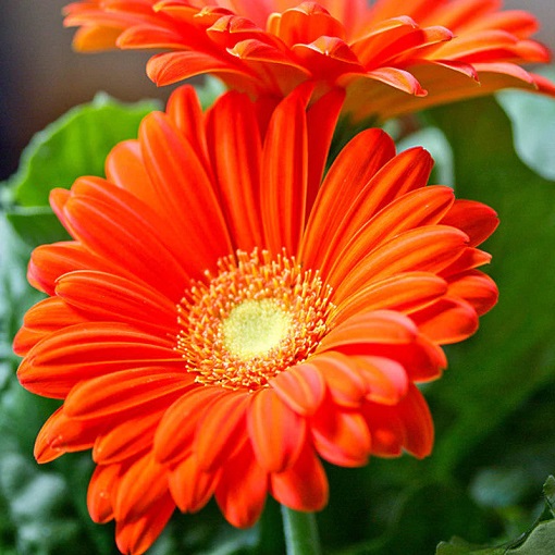 https://deivaskypark.com/wp-content/uploads/2023/11/Gerbera-jamesonii.jpg