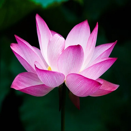 https://deivaskypark.com/wp-content/uploads/2023/11/LOTUS-NELUMBO-NUCIFERA.jpg