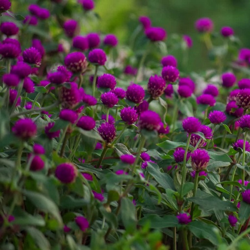 https://deivaskypark.com/wp-content/uploads/2023/11/VADAMALLI-GOMPHRENA-GLOBOSA.jpg