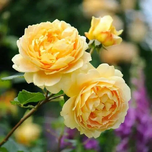 https://deivaskypark.com/wp-content/uploads/2023/11/button-rose.jpg